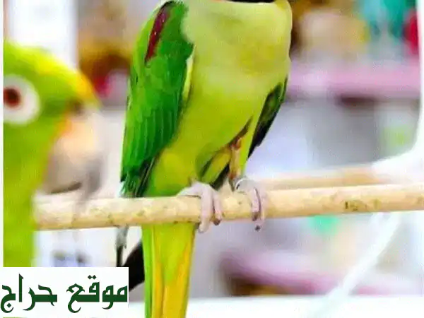 فراخ ببغاء درة الكسندرين للتزقيم اليدوي | رفيقك الأليف بانتظارك! (حجز مسبق) 2