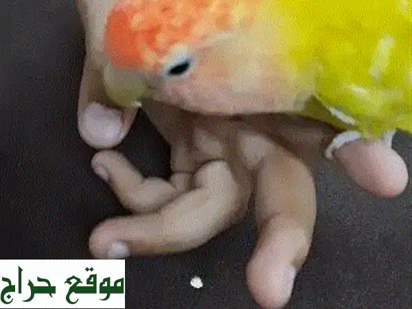 فرصة لا تعوض: طائر حب أليف وودود للبيع | يقف على اليد ولا يعض! (طيور أليفة) 2