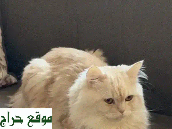 فرصة لا تُعوّض: قط أليف هادئ ومُدلل للتبني - جاهز لمنزل محب! 2