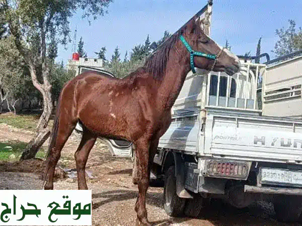 كنوز وادي خالد: خيول أصيلة، جمال وبغال للبيع في عكار 4