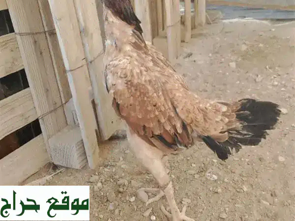 فرصة رائعة: ديك افرد ودجاجتين صحيات للبيع في مسقط العامرات 🐔 | سعر نهائي 25 ريال للحبة 2