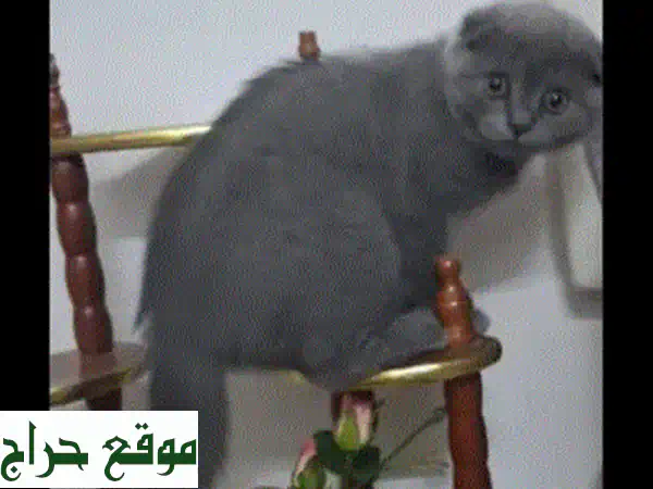 قطة سكوتش ستريت رائعة للبيع | 6 أشهر | مطعمة ونظيفة | رفيقتك المدللة! 4