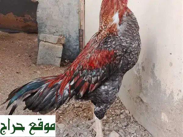 فرصة رائعة: ديك افرد ودجاجتين صحيات للبيع في مسقط العامرات 🐔 | سعر نهائي 25 ريال للحبة 3