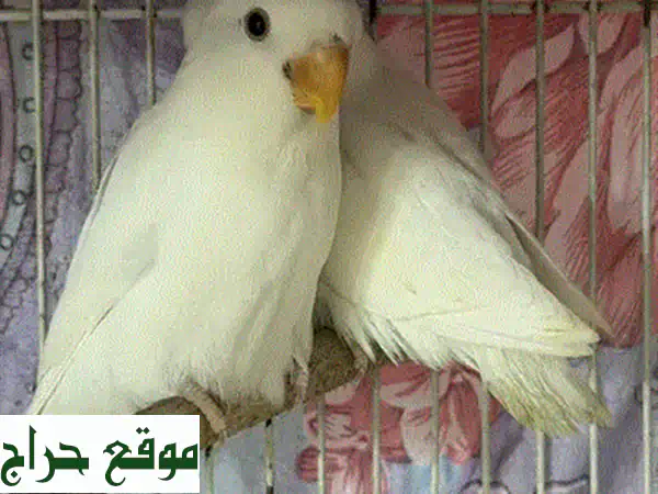 فرصة لا تعوض: طائر حب أليف وودود للبيع | يقف على اليد ولا يعض! (طيور أليفة) 4