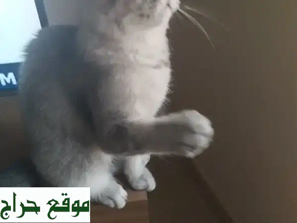 قطة سكوتش ستريت رائعة للبيع | 6 أشهر | مطعمة ونظيفة | رفيقتك المدللة! 2