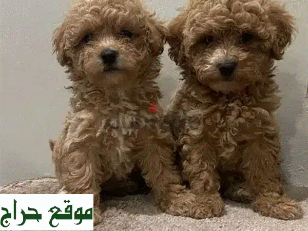 جراء توي بودل رائعة للبيع | عمر شهرين، مطعمة وجاهزة لمنزل دافئ! 2
