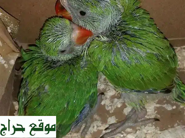فراخ ببغاء درة الكسندرين للتزقيم اليدوي | رفيقك الأليف بانتظارك! (حجز مسبق) 3