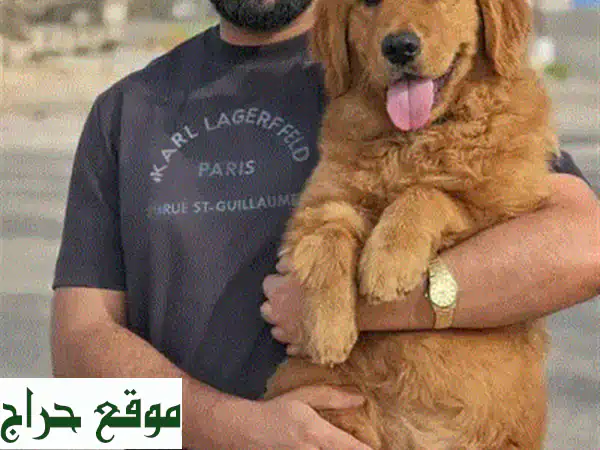 🐾 جراء مالطيبو ميني ساحرة للبيع | Maltipoo Puppies – ذكور وإناث | شخصية رائعة وصحة ممتازة 🐾 3