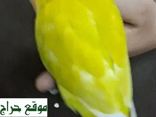 فرصة لا تعوض: طائر حب أليف وودود للبيع | يقف على اليد ولا يعض! (طيور أليفة) 3