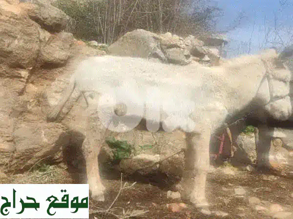 كنوز وادي خالد: خيول أصيلة، جمال وبغال للبيع في عكار 3
