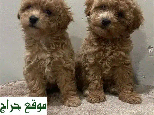 جراء توي بودل رائعة للبيع | عمر شهرين، مطعمة وجاهزة لمنزل دافئ! 4