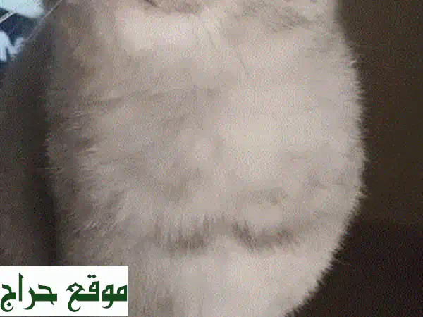 قطة سكوتش ستريت رائعة للبيع | 6 أشهر | مطعمة ونظيفة | رفيقتك المدللة! 3