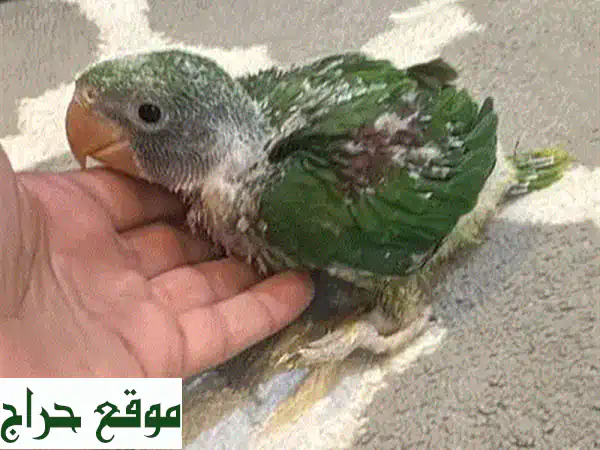 فراخ ببغاء درة الكسندرين للتزقيم اليدوي | رفيقك الأليف بانتظارك! (حجز مسبق) 4