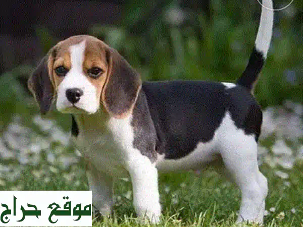 🐾 جراء مالطيبو ميني ساحرة للبيع | Maltipoo Puppies – ذكور وإناث | شخصية رائعة وصحة ممتازة 🐾 4