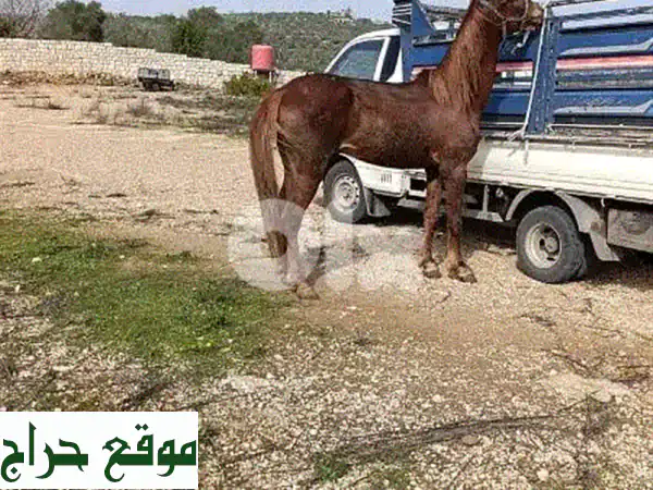 كنوز وادي خالد: خيول أصيلة، جمال وبغال للبيع في عكار 2