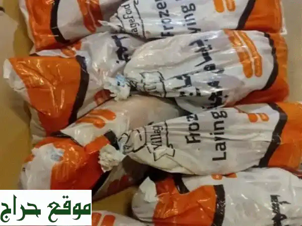 دجاج بياض وأمهات مجمد للبيع بكميات | جودة مضمونة لكافة أنحاء المملكة - واتساب الآن! 2