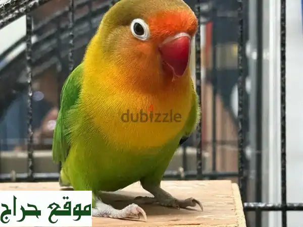 للبيع: طائر حب ذكر (سنة) | ألوان رائعة وجاهز للتكاثر بمسقط 2