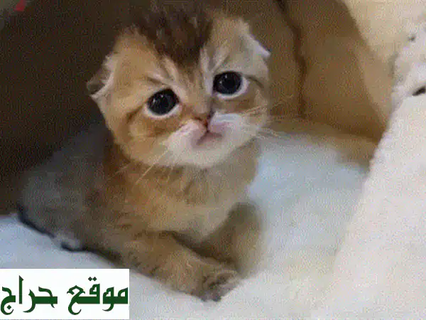 أجمل قطة سكوتش فولد بيور للبيع | العمر 6 أشهر | مطعمة ومجهزة بالكامل 2