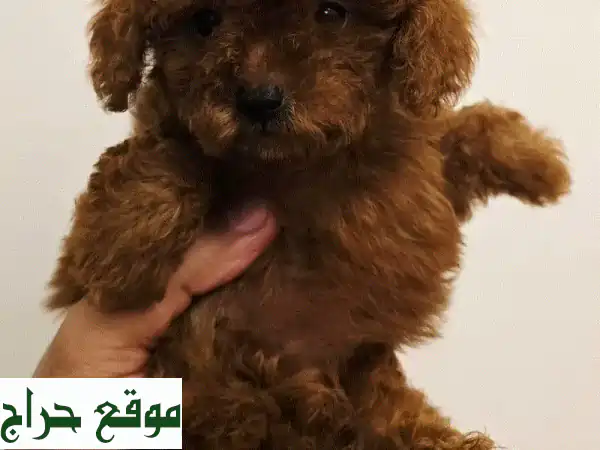 كلاب صغيرة للبيع: بوميرانيان، توي بودل، شيتزو، يوركي 🐶 أسعار من 50 د.ب! 2