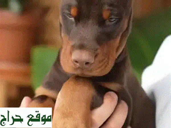 جرو دوبرمان أوروبي ذكر بني أصيل 3 شهور | مطعّم وجاهز للعائلة 2