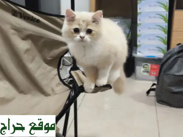 فرصة لا تعوض: قطة شيرازي مطعمة ومدربة (4 شهور) مع كافة مستلزماتها بـ 200 درهم فقط! 2