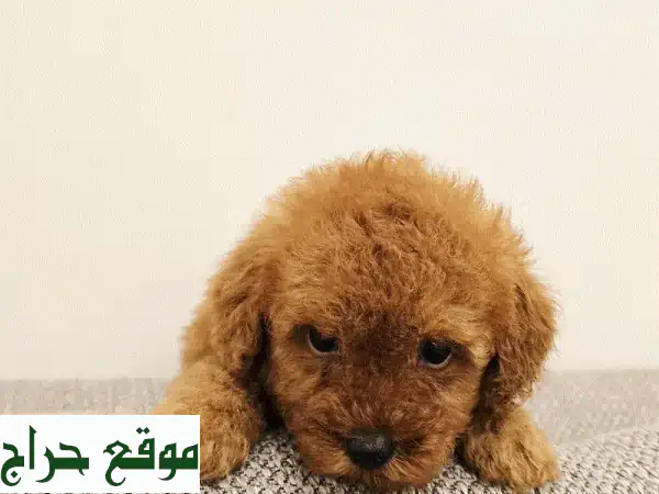كلاب صغيرة للبيع: بوميرانيان، توي بودل، شيتزو، يوركي 🐶 أسعار من 50 د.ب! 4