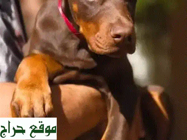 جرو دوبرمان أوروبي ذكر بني أصيل 3 شهور | مطعّم وجاهز للعائلة 4