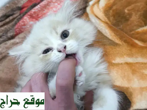 فرصة لا تعوض: قطة شيرازي مطعمة ومدربة (4 شهور) مع كافة مستلزماتها بـ 200 درهم فقط! 3