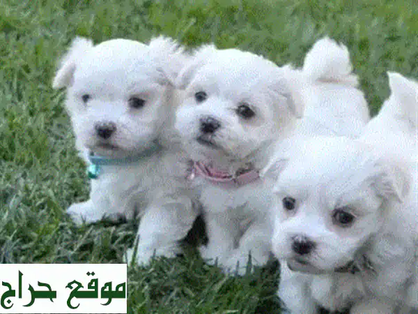 جرو بيشون ميني أصيل للبيع: لطيف، محصّن، ومدرّب على النظافة! | توصيل متاح 4