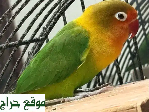للبيع: طائر حب ذكر (سنة) | ألوان رائعة وجاهز للتكاثر بمسقط 3