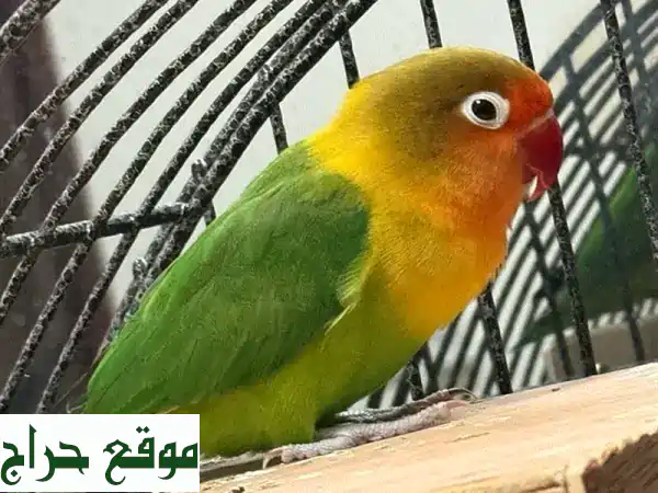 للبيع: طائر حب ذكر (سنة) | ألوان رائعة وجاهز للتكاثر بمسقط 4