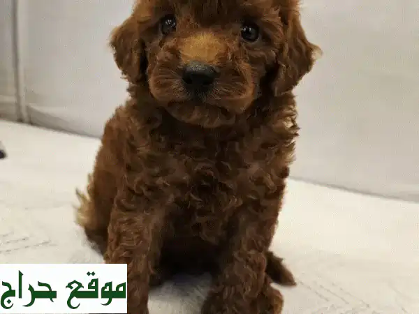 كلاب صغيرة للبيع: بوميرانيان، توي بودل، شيتزو، يوركي 🐶 أسعار من 50 د.ب! 3