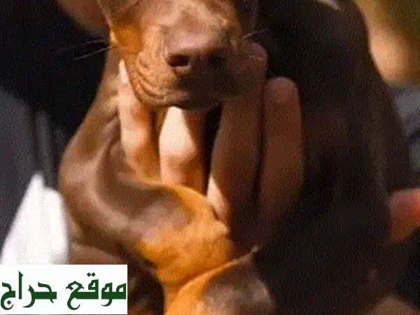 جرو دوبرمان أوروبي ذكر بني أصيل 3 شهور | مطعّم وجاهز للعائلة 3