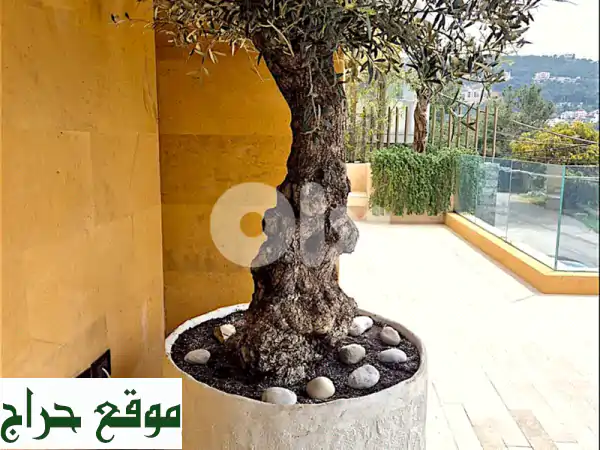 أحواض زرع خرسانية يدوية مخصصة: أناقة، متانة وجمال لحديقتك الخارجية