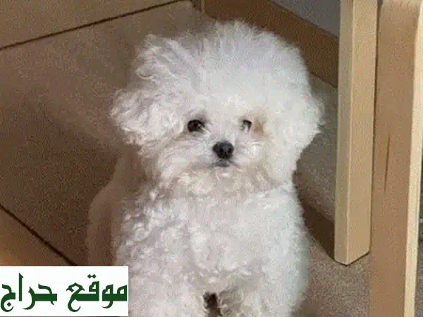 فرصة لا تُعوّض: جرو بومرينيان تي كاب (Trevor) للبيع | مدرب منزلي بالكامل! 4
