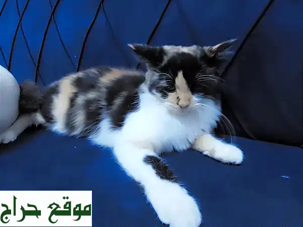 تبنّى صديقك الجديد: قطة كاليكو أليفة رائعة للبيع 🐾 | عمر سنتين وتنتظر بيتًا دافئًا!