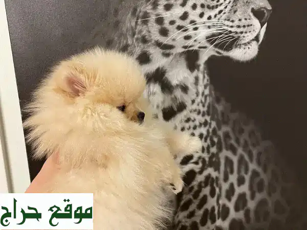 فرصة لا تُعوّض: جرو بومرينيان تي كاب (Trevor) للبيع | مدرب منزلي بالكامل! 2