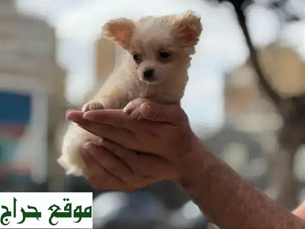 أجمل جرو تشيهواهوا أنثى للبيع | شهرين ونصف | لطيفة، لعوبة وبصحة ممتازة 🐶 4