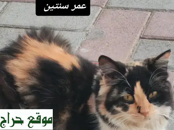 تبنّى صديقك الجديد: قطة كاليكو أليفة رائعة للبيع 🐾 | عمر سنتين وتنتظر بيتًا دافئًا! 2