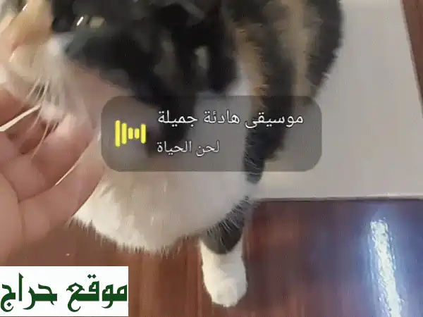 تبنّى صديقك الجديد: قطة كاليكو أليفة رائعة للبيع 🐾 | عمر سنتين وتنتظر بيتًا دافئًا! 3