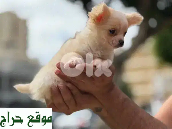 أجمل جرو تشيهواهوا أنثى للبيع | شهرين ونصف | لطيفة، لعوبة وبصحة ممتازة 🐶 3