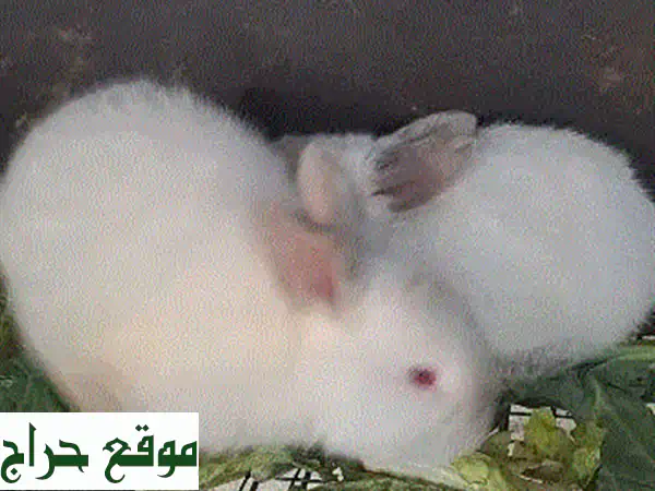 أرانب كاليفورنيا للبيع: صغار عمر شهر، صحة ممتازة، سعر مغري! 3