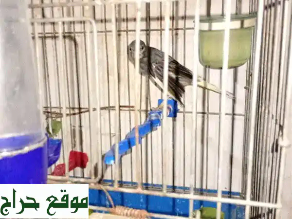 فرصة لا تُعوَّض: كنار ذكر مغرد وصحته ممتازة للبيع أو البدل! أضف البهجة لمنزلك بـ 20$ فقط! 2