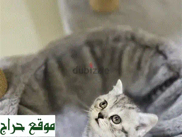 قطة سكوتش فولد أنثى للبيع 🐾 | عمر شهرين | مدربة وصحة ممتازة | سعر 100 د.ب | رفيقتك المدللة بانتظارك! 4