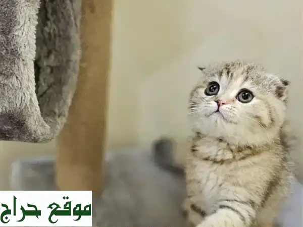 قطة سكوتش فولد أنثى للبيع 🐾 | عمر شهرين | مدربة وصحة ممتازة | سعر 100 د.ب | رفيقتك المدللة بانتظارك! 2