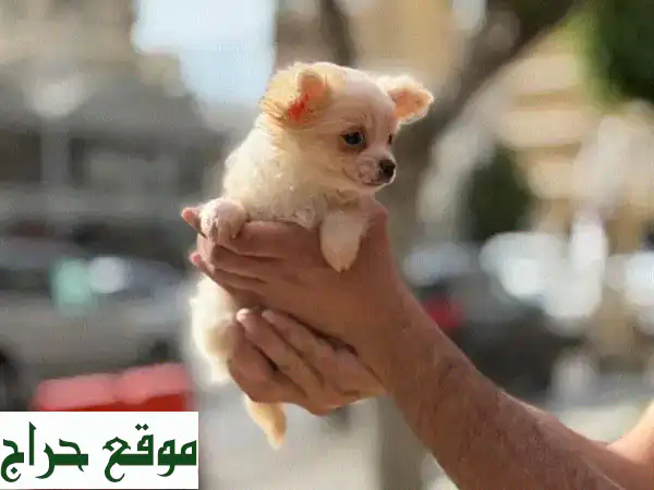 أجمل جرو تشيهواهوا أنثى للبيع | شهرين ونصف | لطيفة، لعوبة وبصحة ممتازة 🐶 2