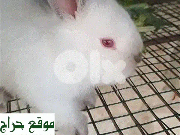 أرانب كاليفورنيا للبيع: صغار عمر شهر، صحة ممتازة، سعر مغري! 2