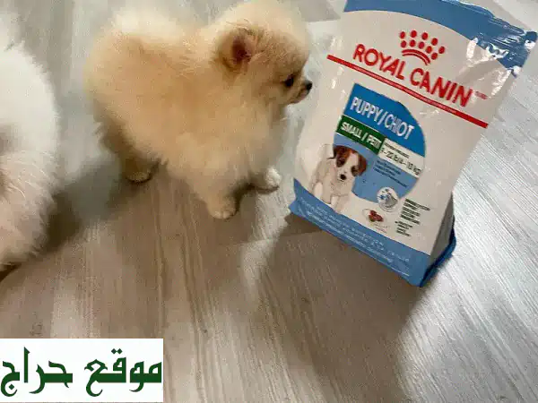 فرصة لا تُعوّض: جرو بومرينيان تي كاب (Trevor) للبيع | مدرب منزلي بالكامل! 3