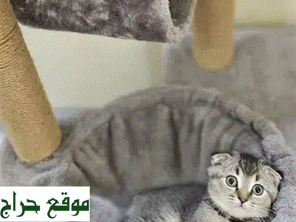 قطة سكوتش فولد أنثى للبيع 🐾 | عمر شهرين | مدربة وصحة ممتازة | سعر 100 د.ب | رفيقتك المدللة بانتظارك! 3
