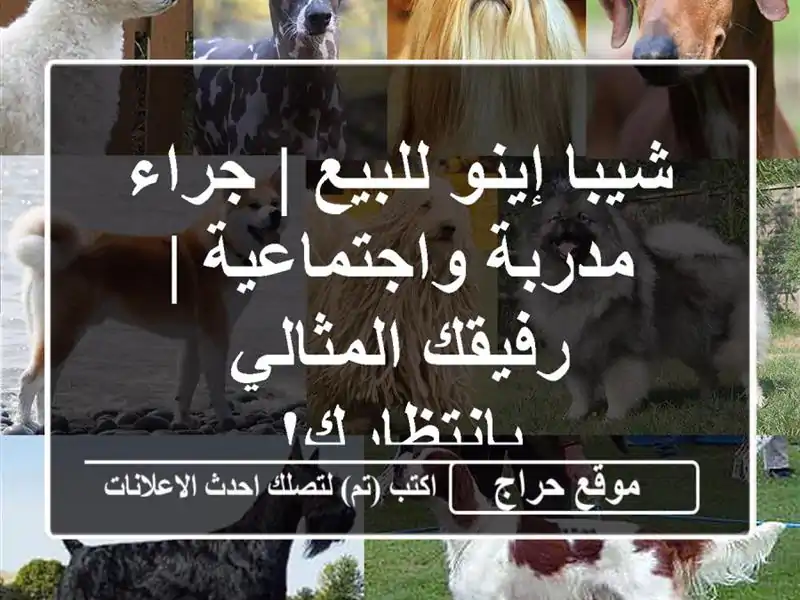 شيبا إينو للبيع | جراء مدربة واجتماعية | رفيقك المثالي بانتظارك!